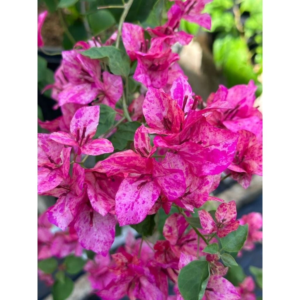 Tanaman Hias Bougenville Import Id Kristina (Ori)