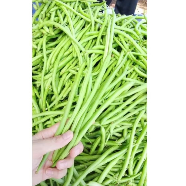 

SAYUR BUNCIS FRESS 500g