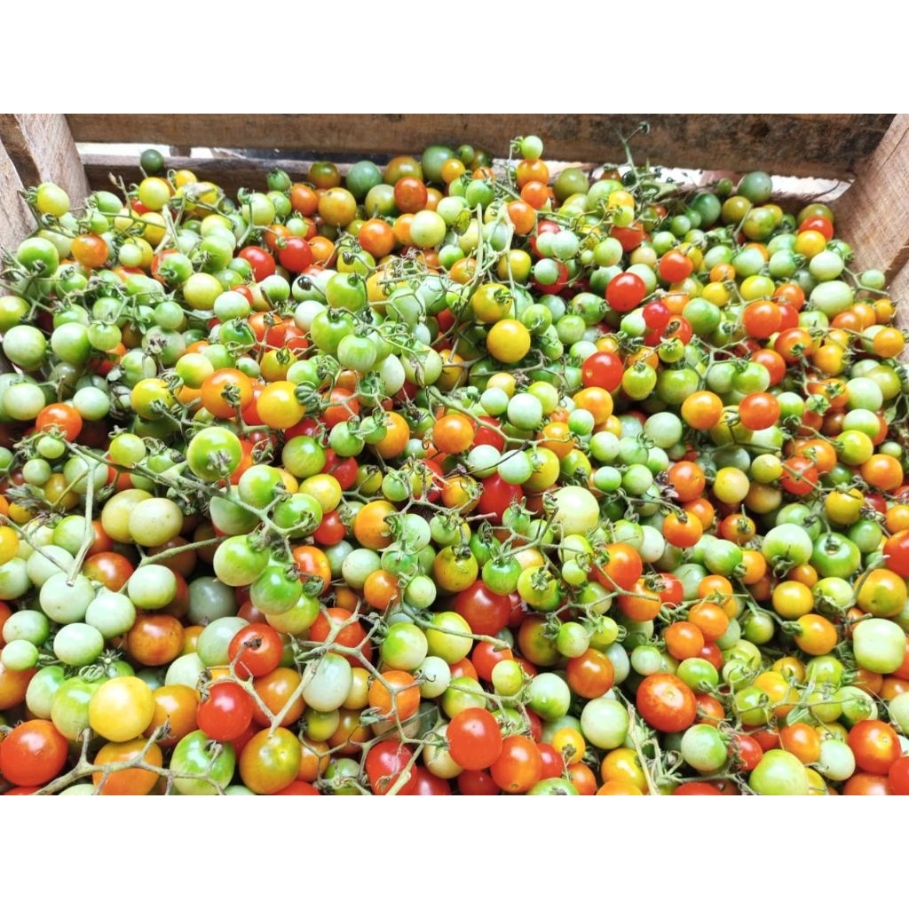 

rampai/cung khas Sumatra