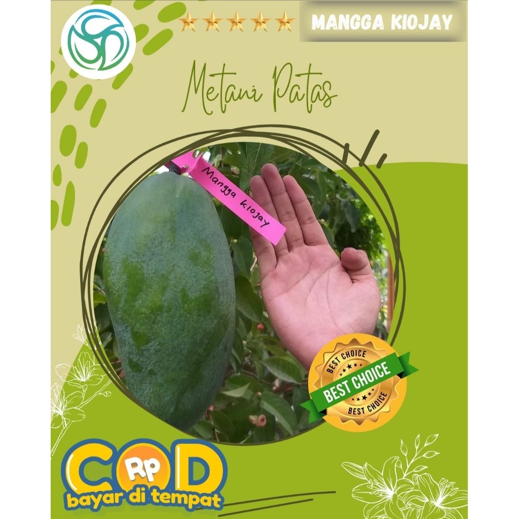 Bibit Mangga Kiojay Okulasi || Bibit Mangga Kiojay || Mangga Besar || Mangga Langka