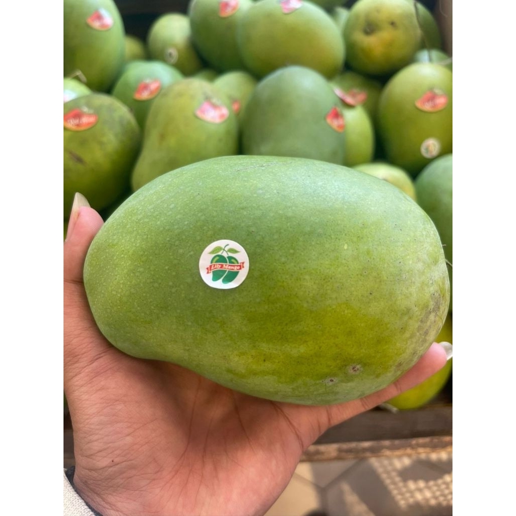 

Mangga Matang Pohon / Mangga Suluhan / Mangga Lily 1 Kg