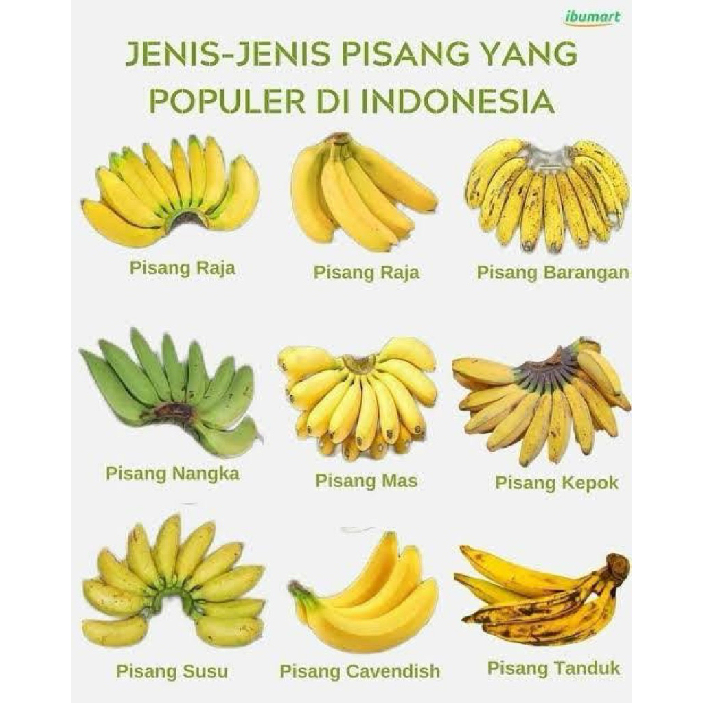 Bibit pisang cavendis/bibit pisang tanduk/bibit pisang raja