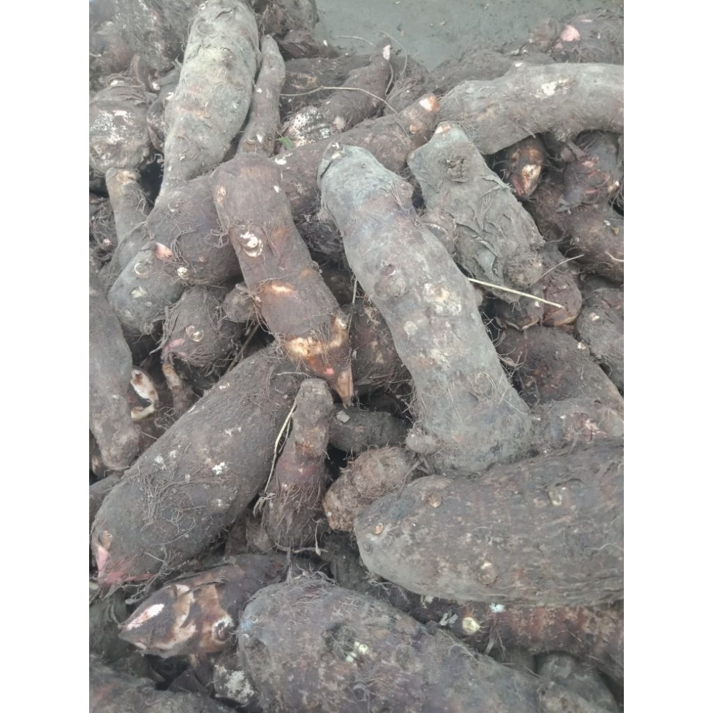 

Talas/Umbi talas/Mbote/Mbonte/Ubi talas