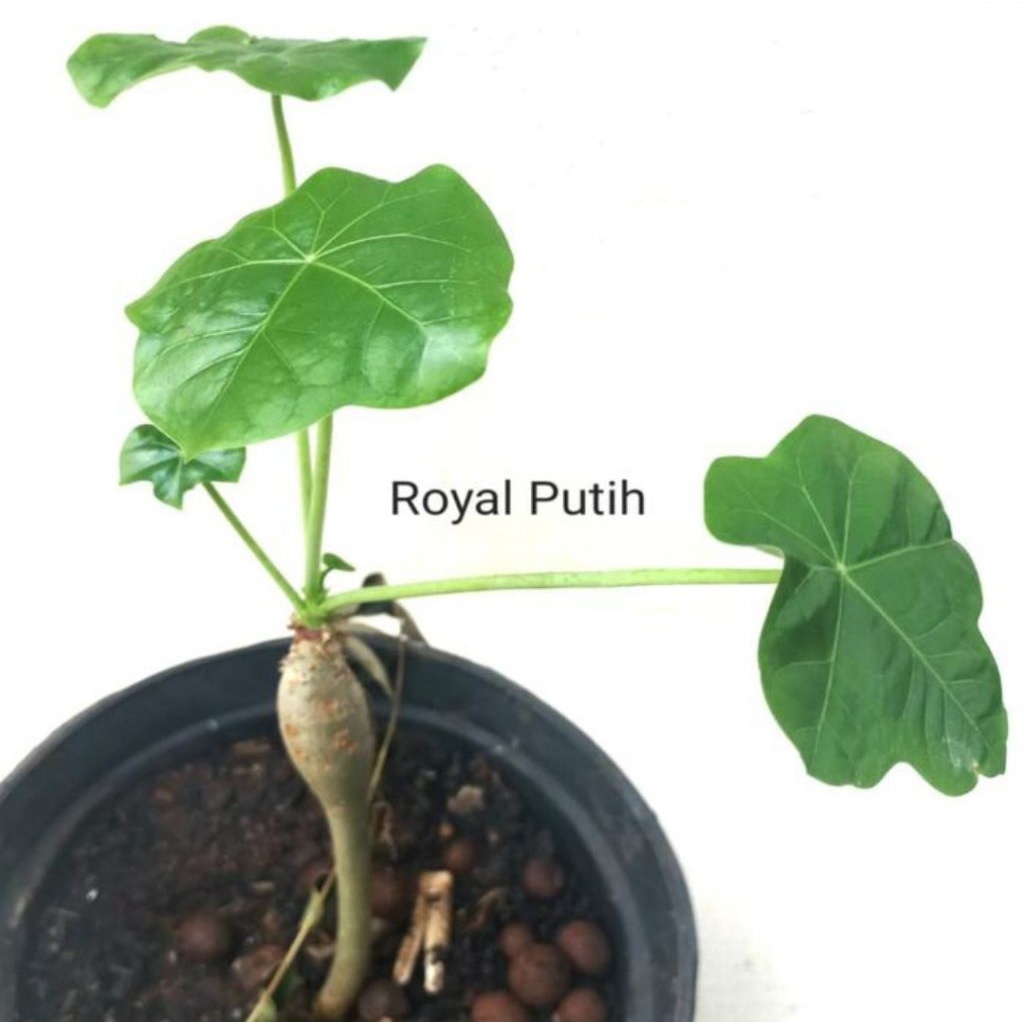 TANAMAN HIAS JARAK BALI / JARAK BOTOL /BUDHA BELLY