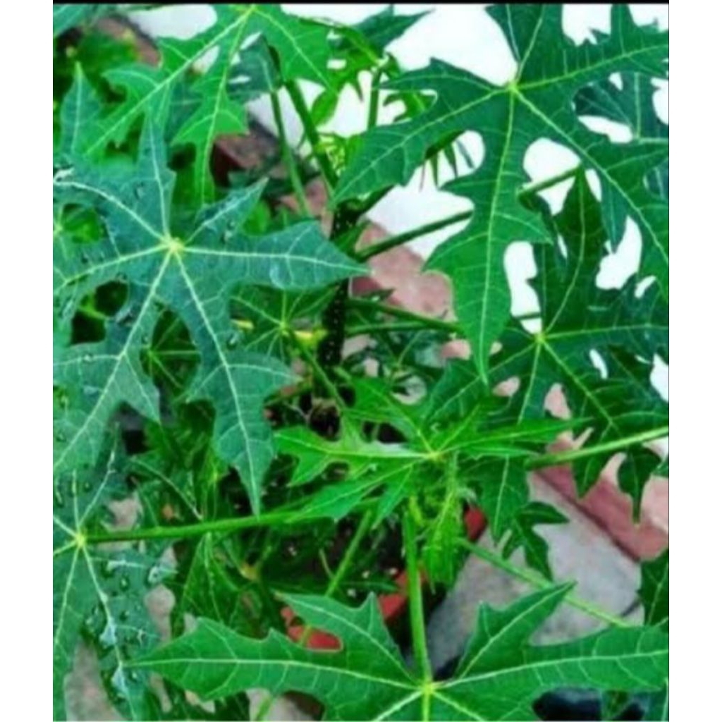 

Jual daun pepaya cina pres segar organik petik lang sung 500 g