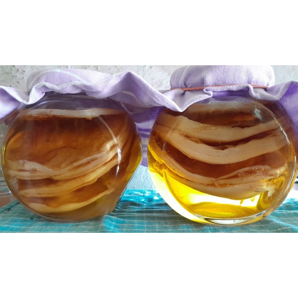 

jamur scooby teh kombucha