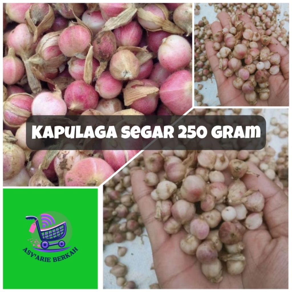 

kapulaga segar 250 gram