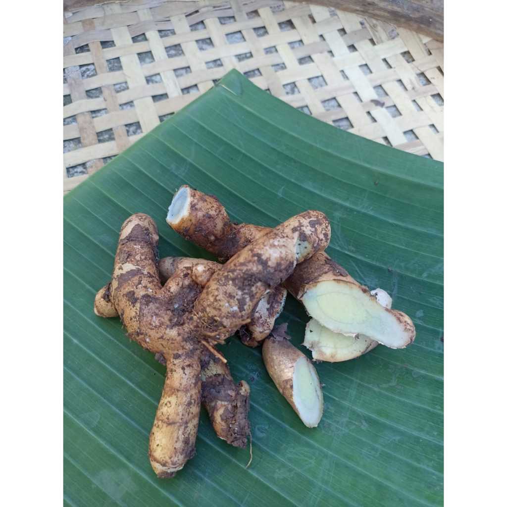 

Temu Lawak || Organik || Tanam di Kebun Sendiri || Harga Rp 6.500,- Per 1 Kilo