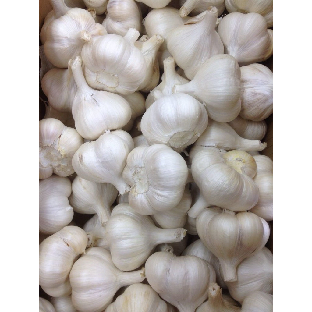 

Bawang putih