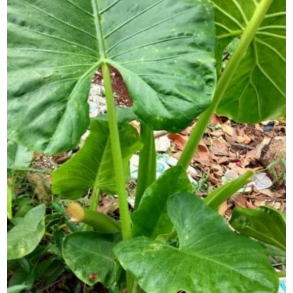 

Daun sente hijau per satu lembar