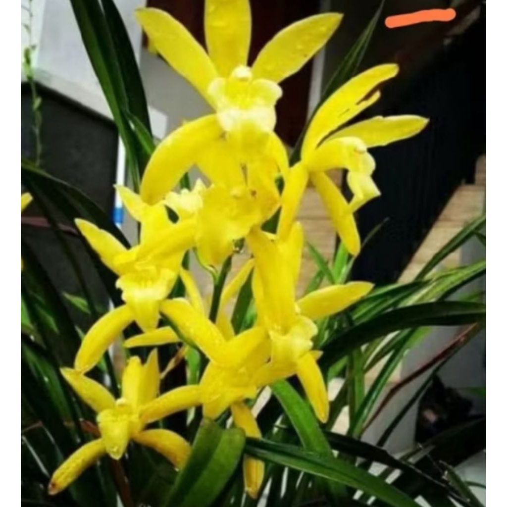 ANGGREK TANAH CYMBIDIUM GOLDEN BOY