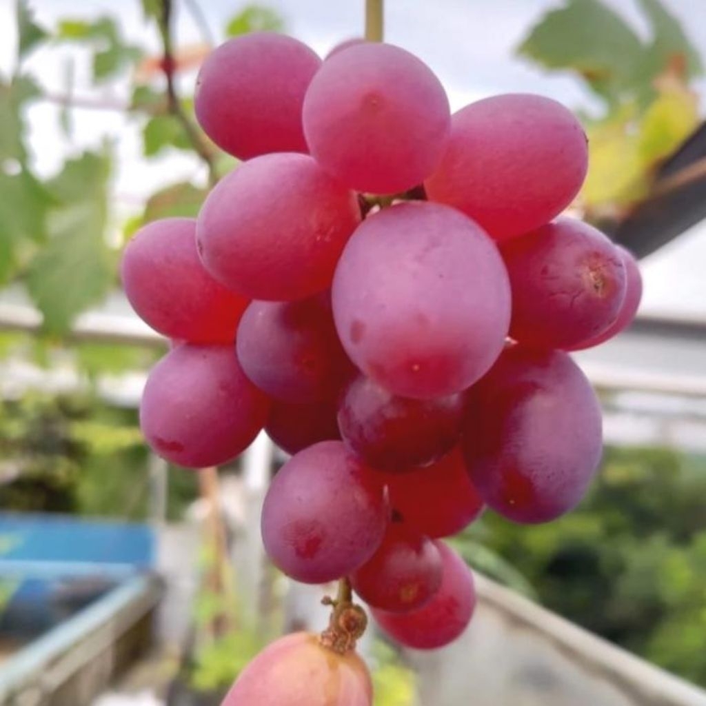 entress anggur sansekerta