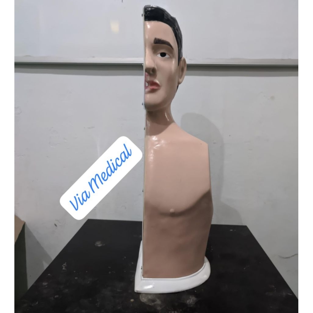 Phantom Manikin Nasogastric Tube/ NGT