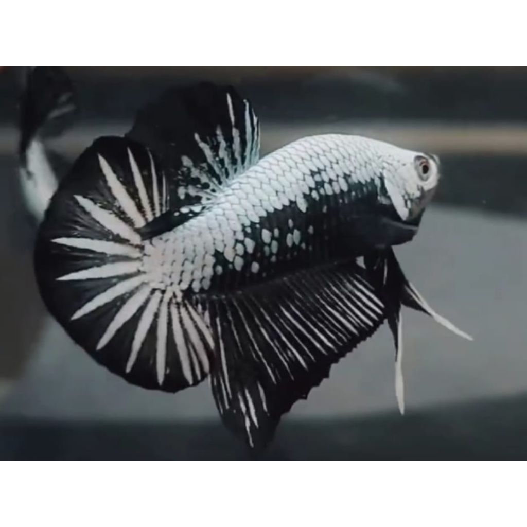 CUPANG PLAKAT BLACK SAMURAI