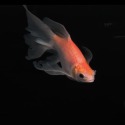 Kaviat Slayer Size jumbo -+ 22-28cm