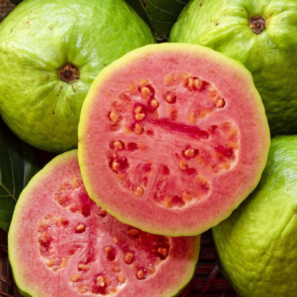 

[PS] Jambu Biji Merah 500gram
