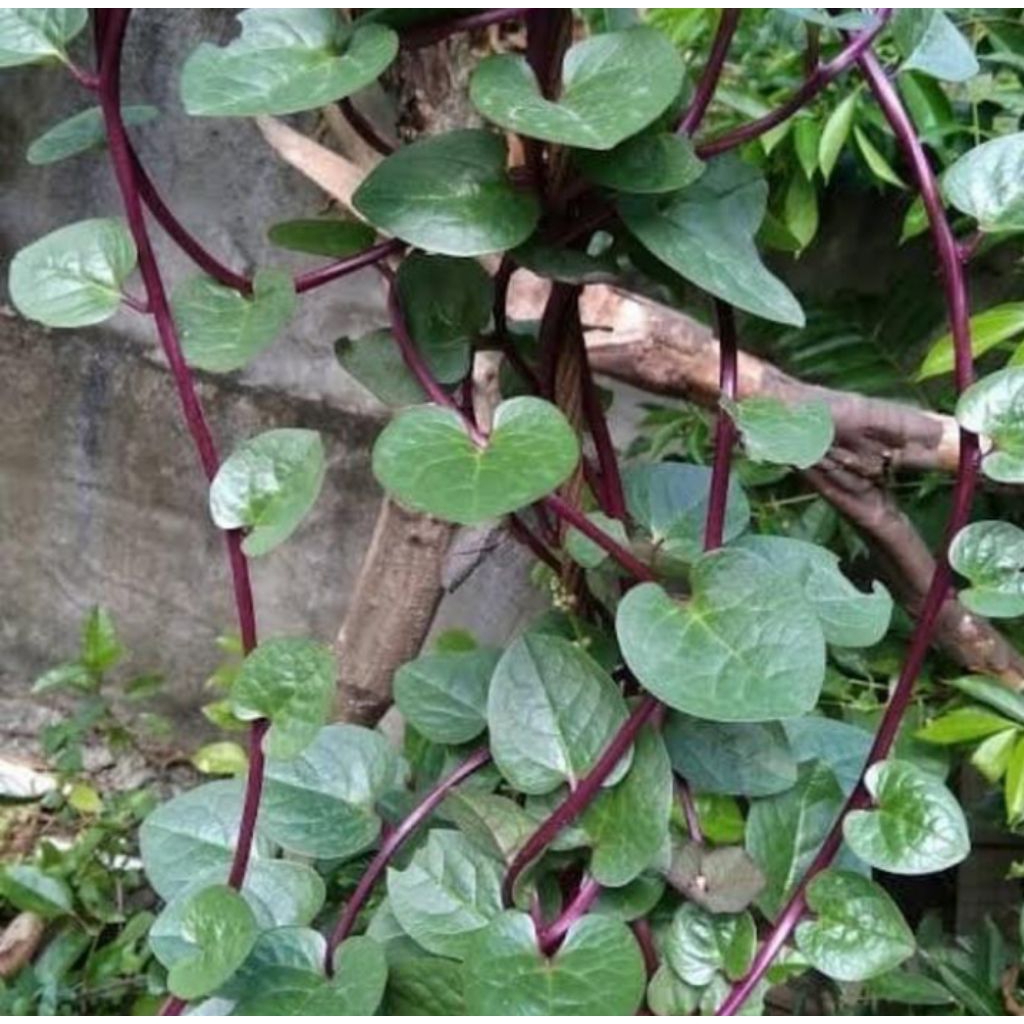 

Daun binahong segar obat herbal 100gram