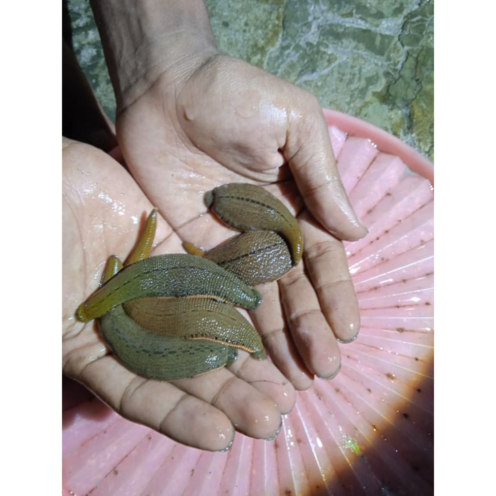 Lintah terapi hidup ukuran jumbo