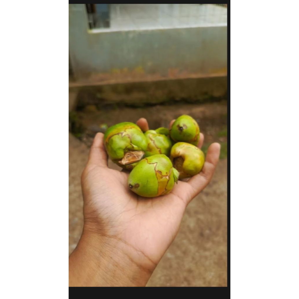 

Beruluk kelapa biruluk obat kutil