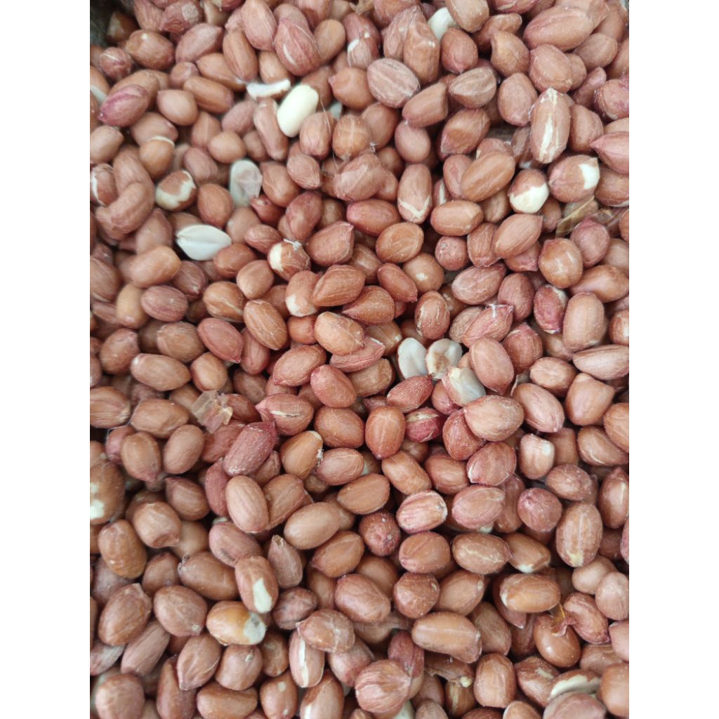 

Kacang Tanah kulit ari ukuran besar / sedang impor India
