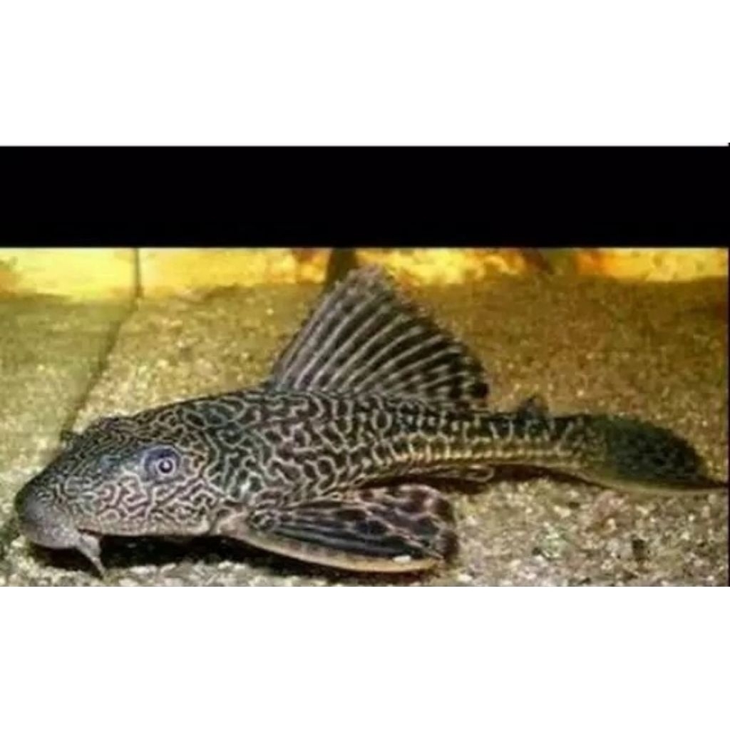ikan sapu-sapu hitam