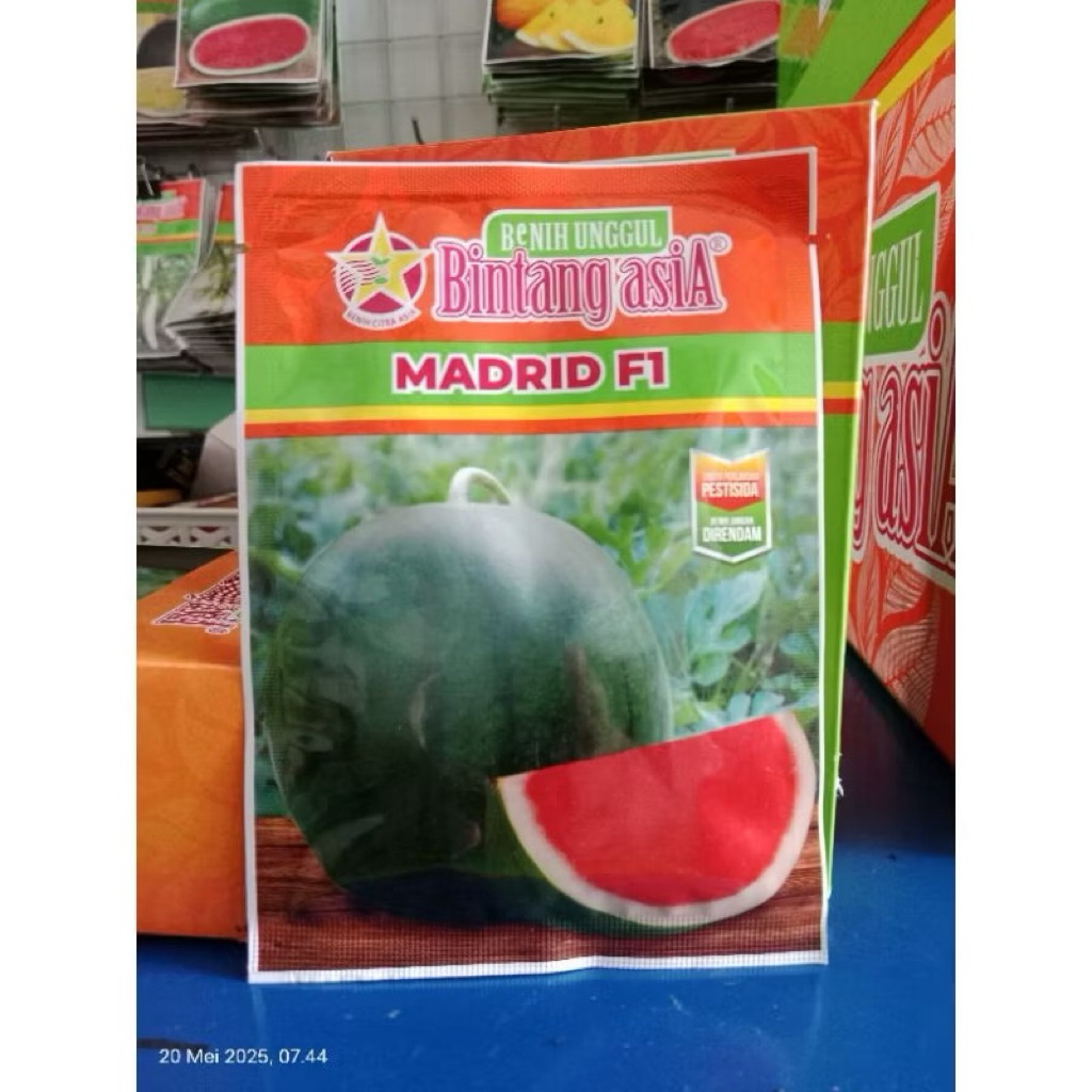 BENIH BIJI SEMANGKA UNGGUL SEMANGKA NON BIJI DAGING MERAH dan RASA MANIS SEMANGKA MADRID F1