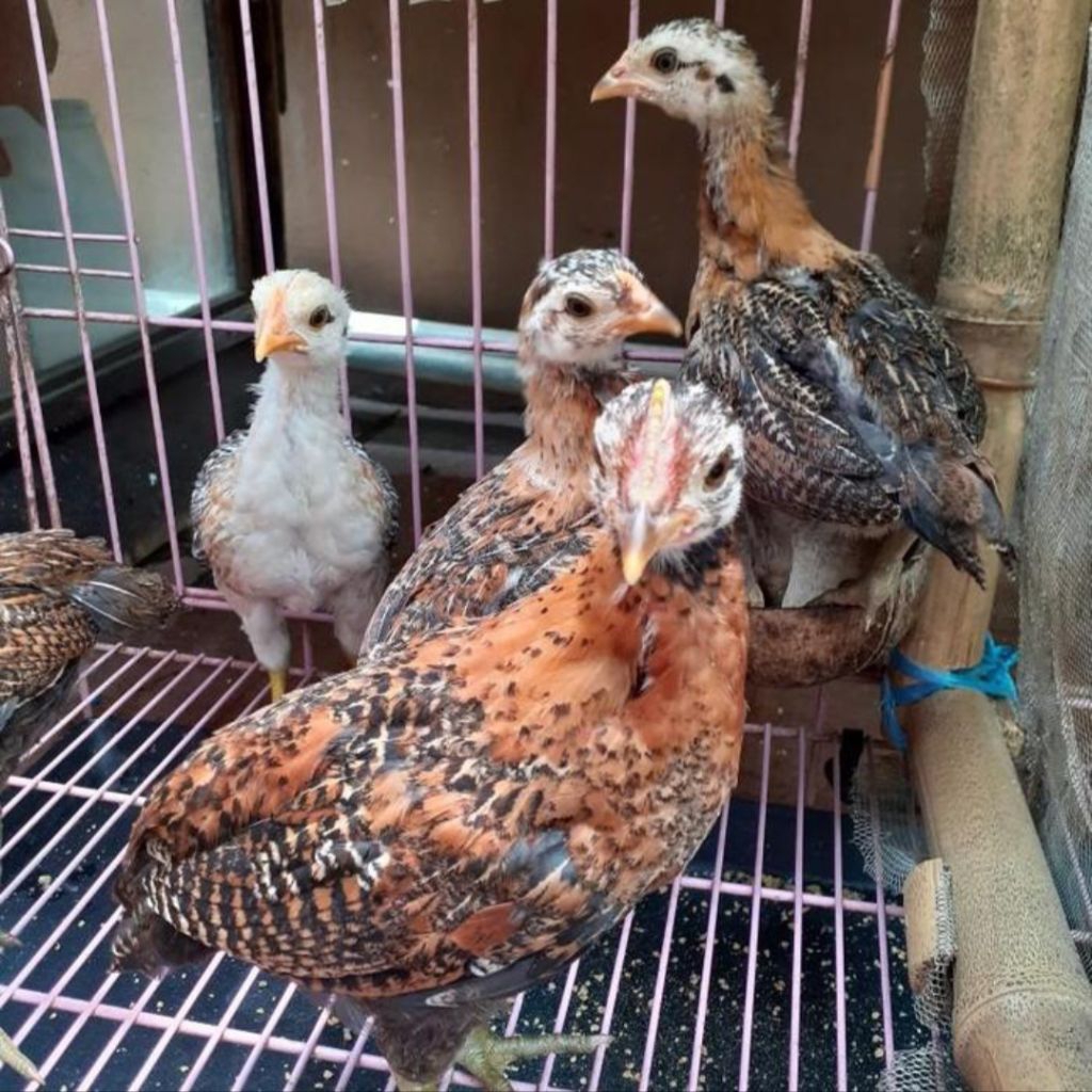 Ayam Kampung Asli Usia 1 Bulan