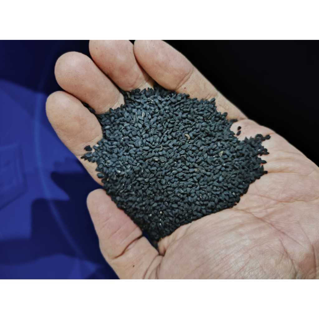 

Biji Jintan Hitam Habbatussauda Kemasan 100gr 1ons