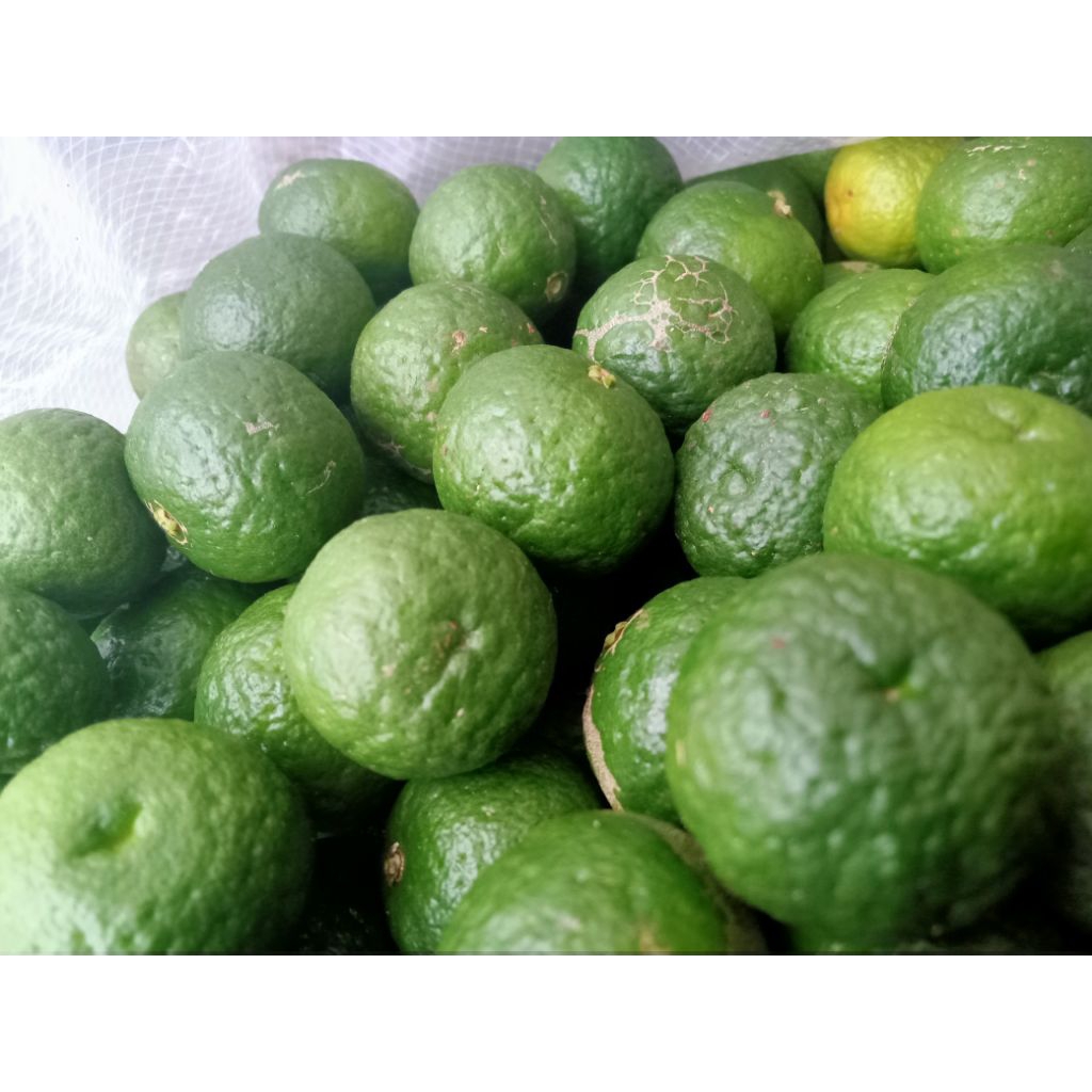 

jeruk limau /jeruk purut kebun sendiri