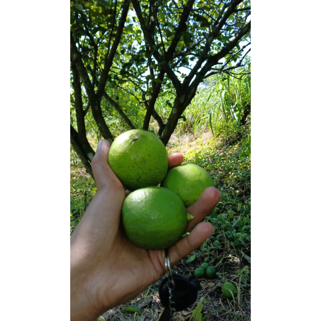 

JERUK NIPIS SEGAR 6 KG