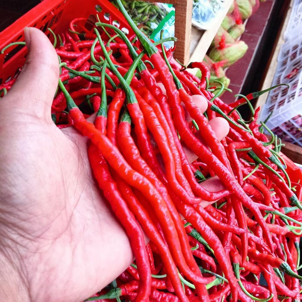 

Cabe merah keriting super varian 500gr&1000gr |Cabe merah keriting fresh