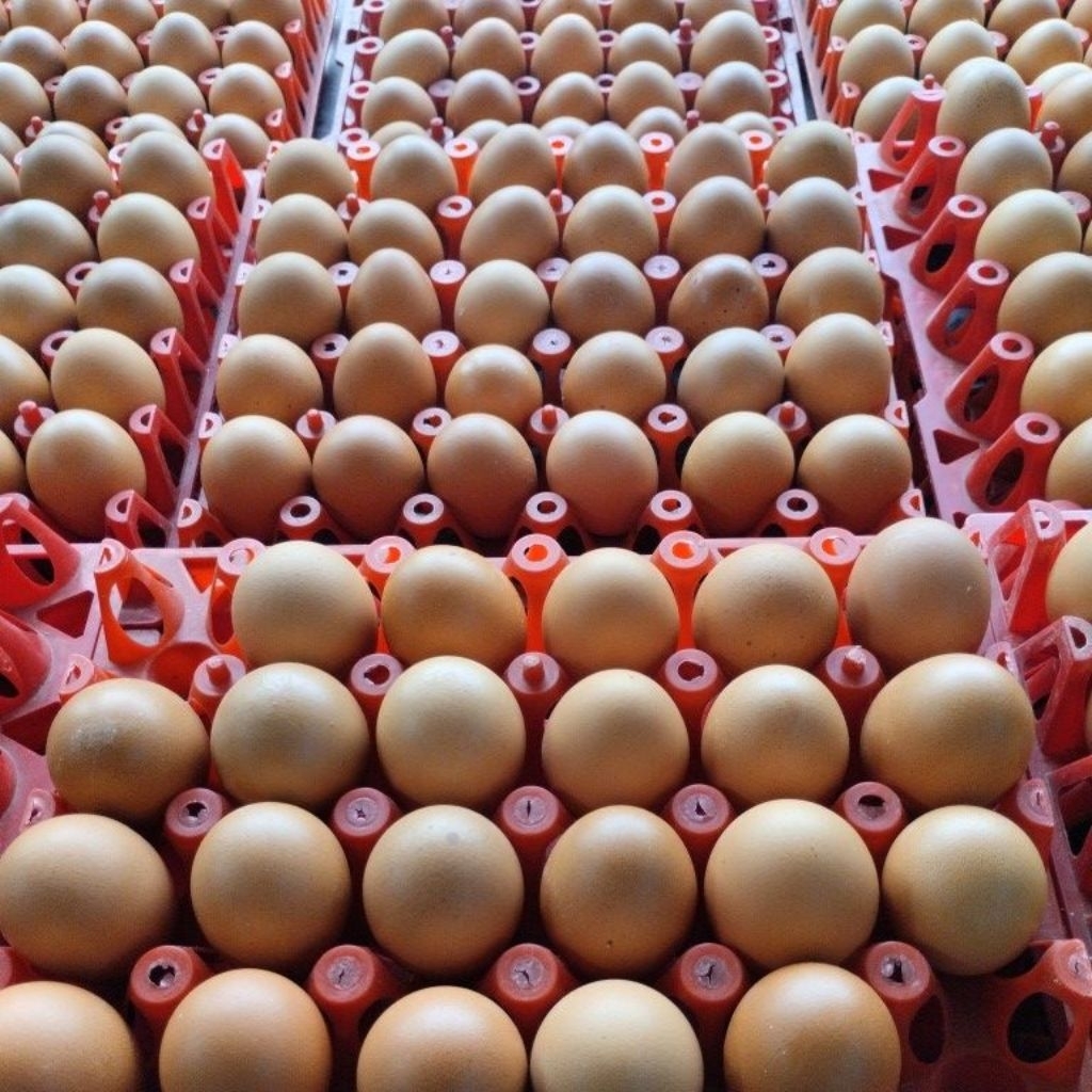 

telur coklat berkualitass