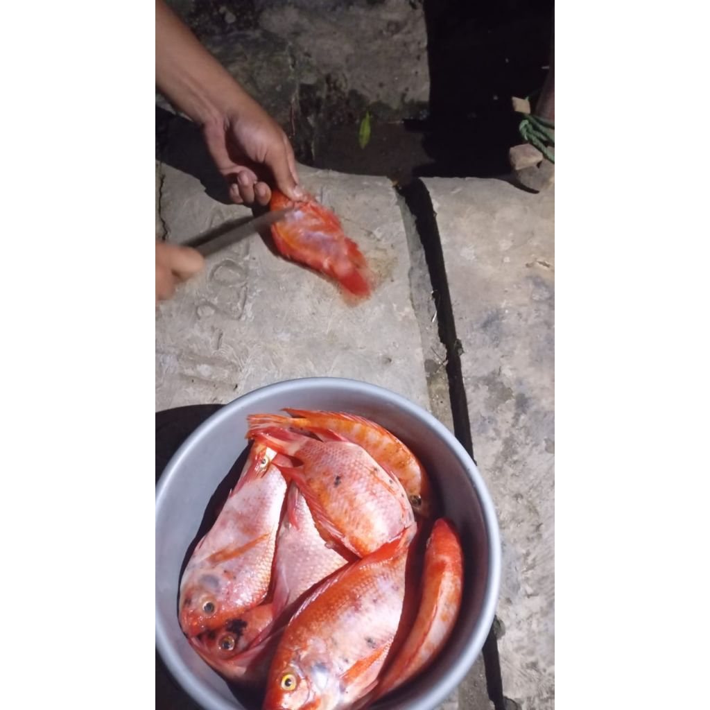 

nila bersih isi 3-6/ 1 kg