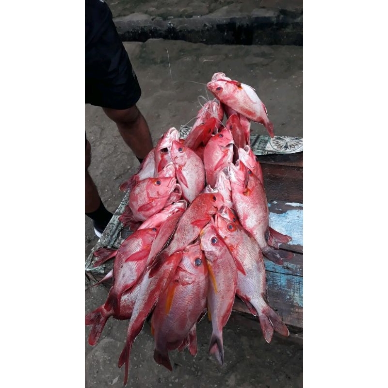 

Ikan Kakap merah super