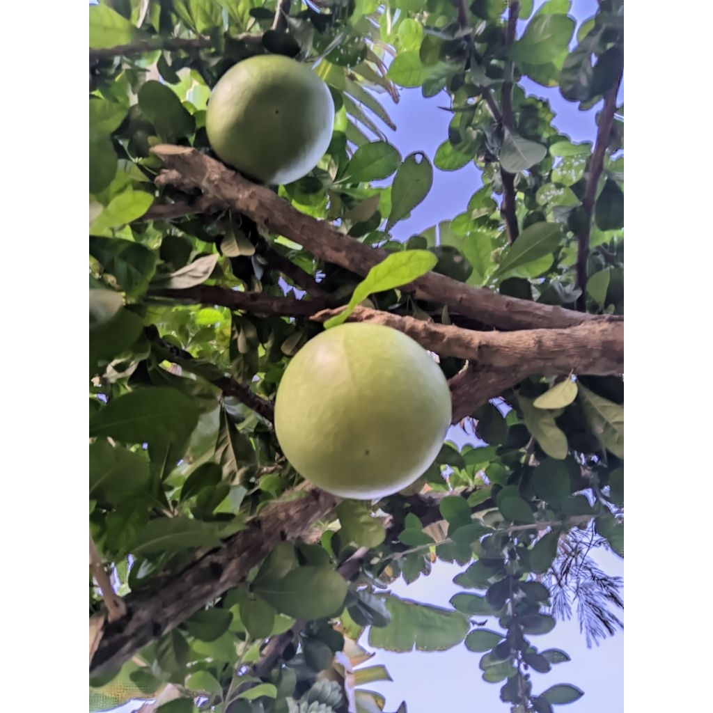 

BUAH MAJA Segar langsung dipetik dari pohon