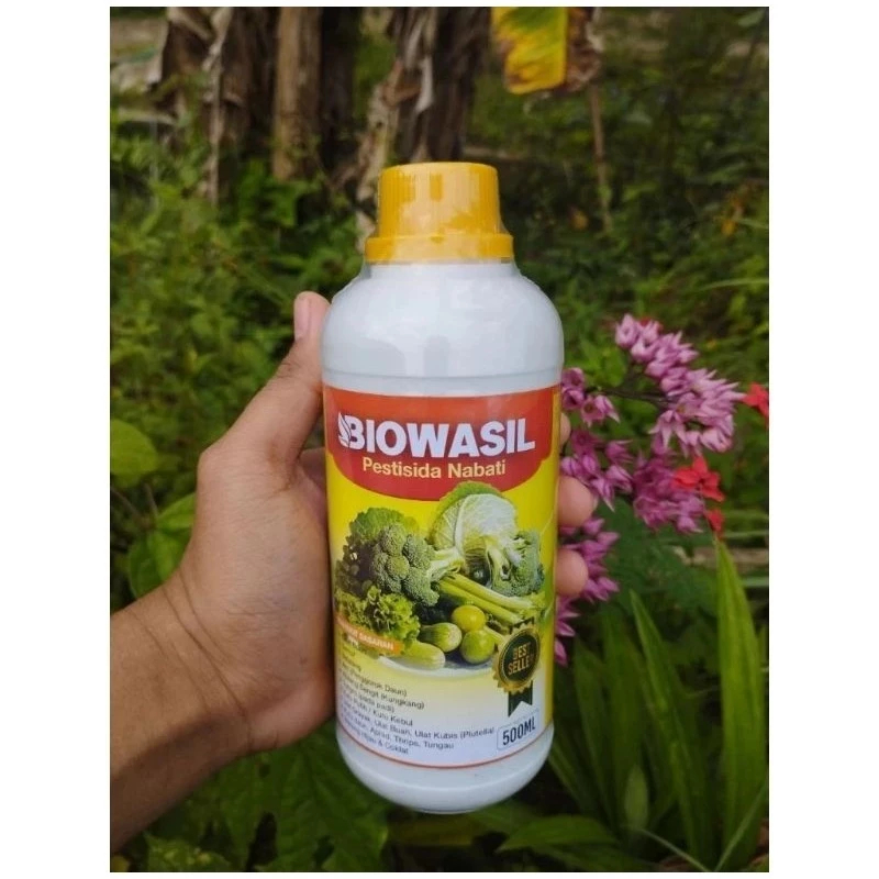 BIOWASIL MEMBASMI SUNDEP DAN BELUK PADI, Pestisida Hayati Mengatasi Hama Sundep Padi, Insektisida Su