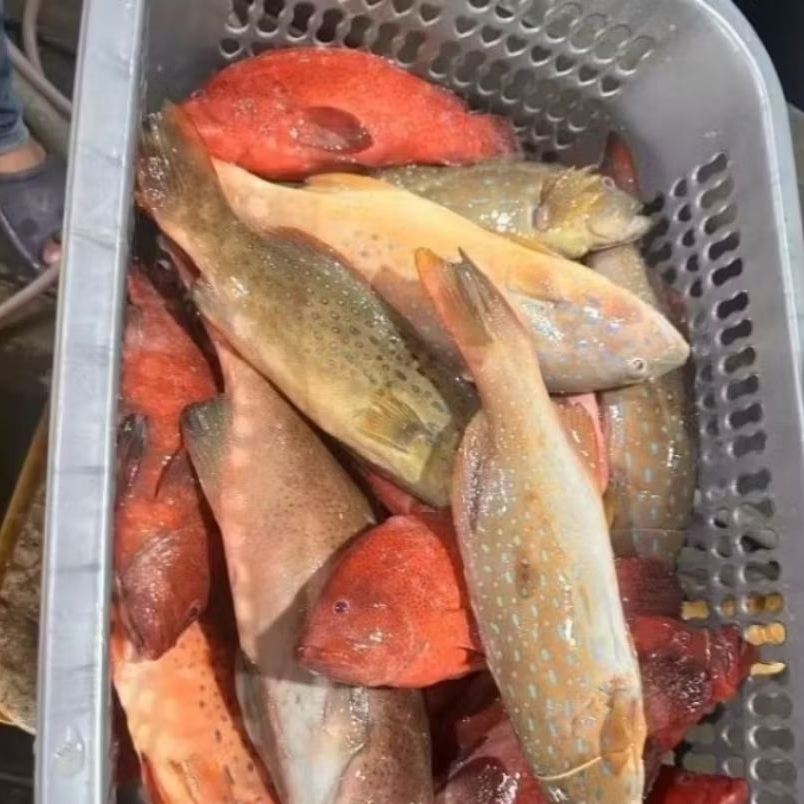 

ikan kerapu Mati fresh Frozen