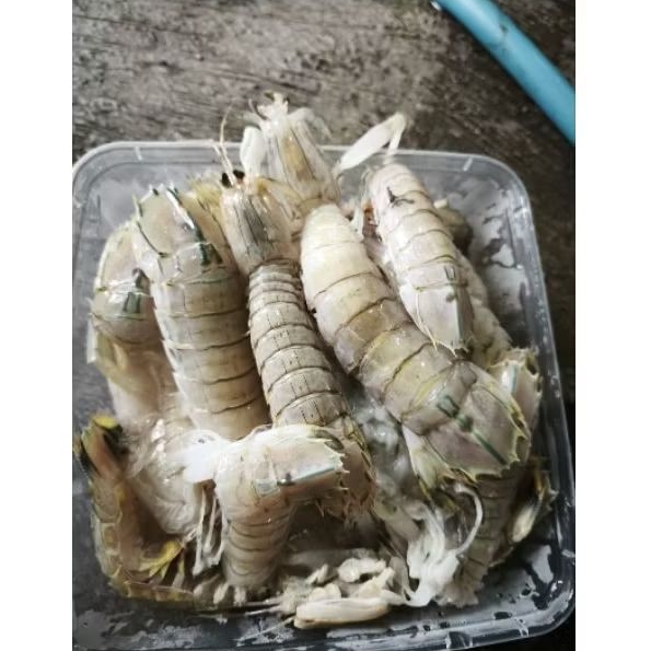 

udang ronggeng 1kg
