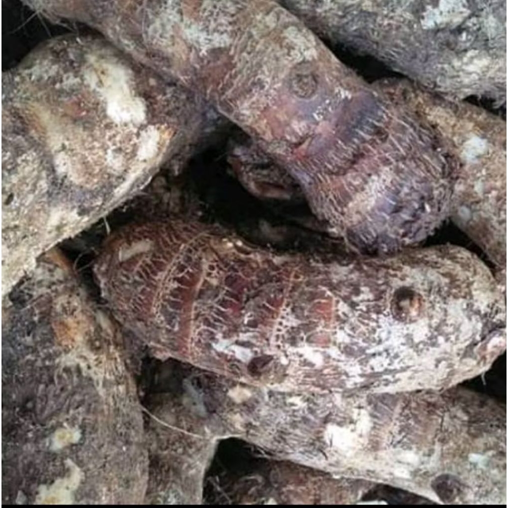 

umbi talas 1kg murah