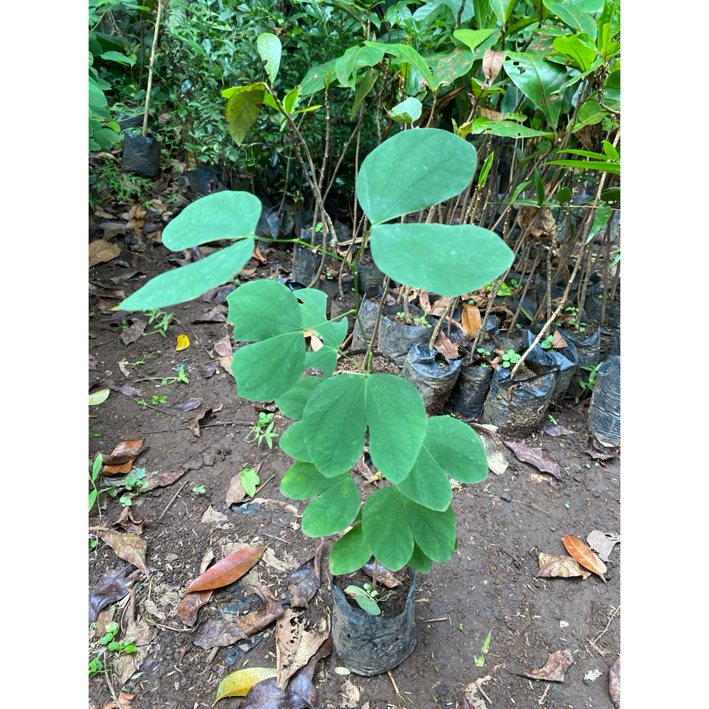 Tanaman Bunga Kupu-Kupu - Bibit Pohon Kupu-Kupu - Bauhinia Purpurea