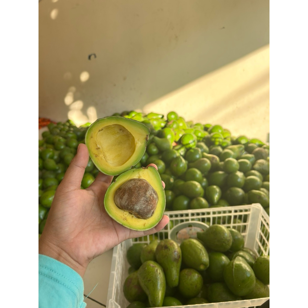 

alpukat mentega kulit tipis