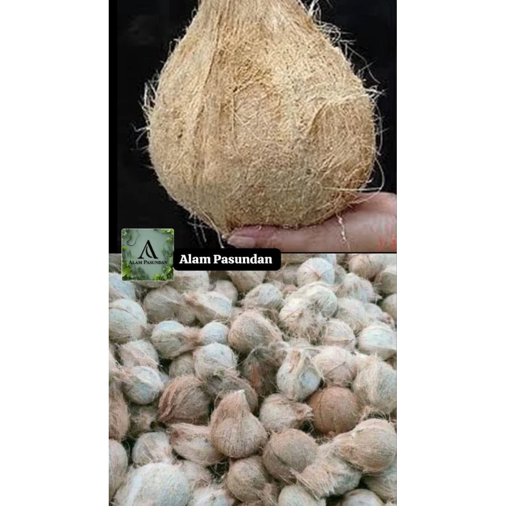 

kelapa tua kupas siap olah