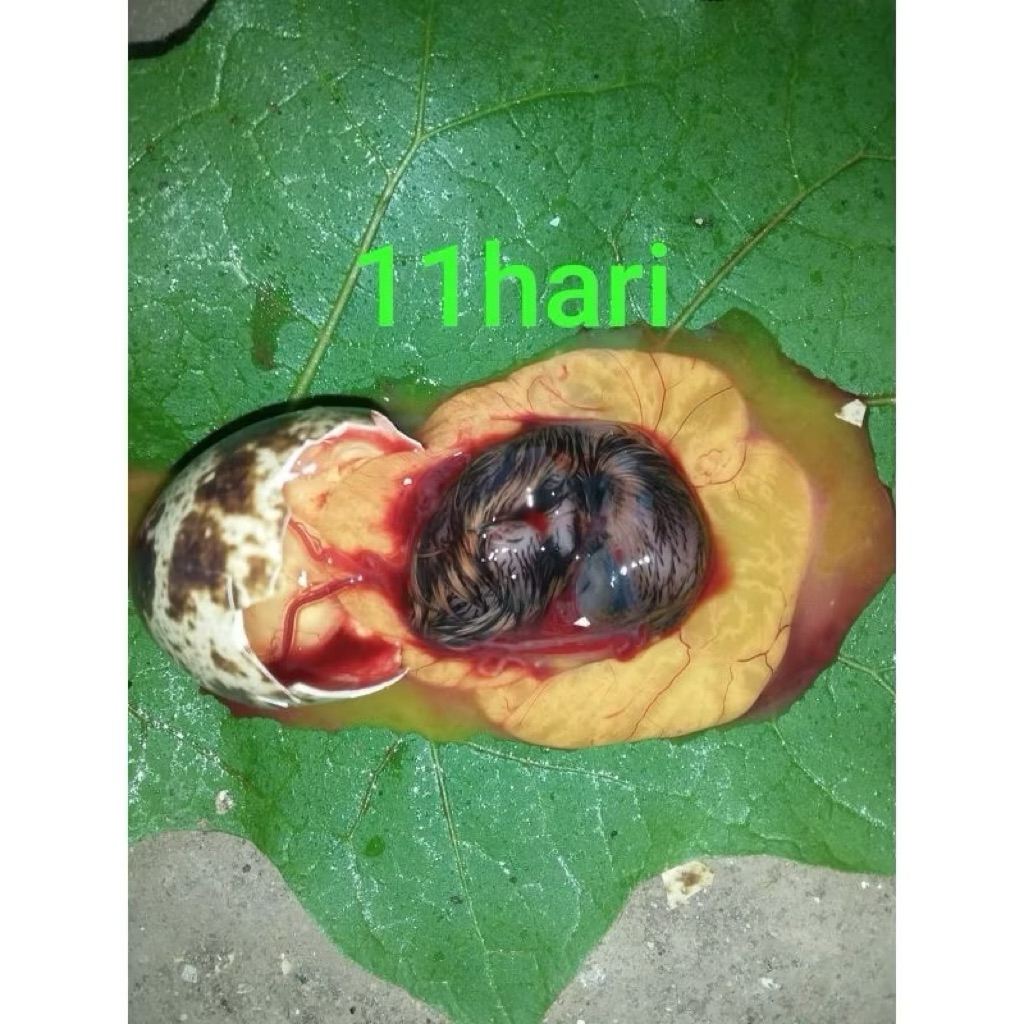 UMPAN GALATAMA LELE TAPUY EMBIRO PUYUH