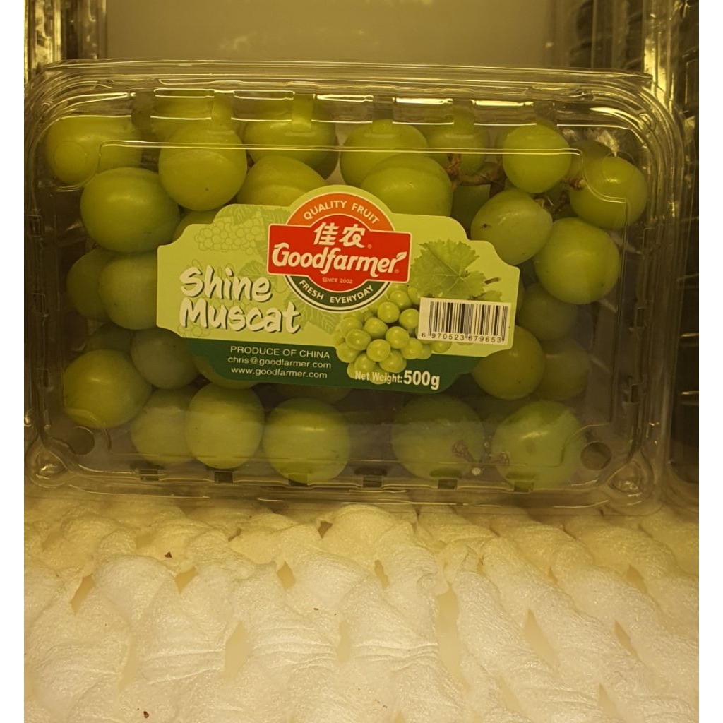 

Anggur Hijau Shine Muscat 1 kotak / 500gr