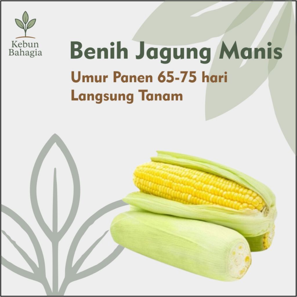 Benih Jagung Manis Murah - Kebun Bahagia