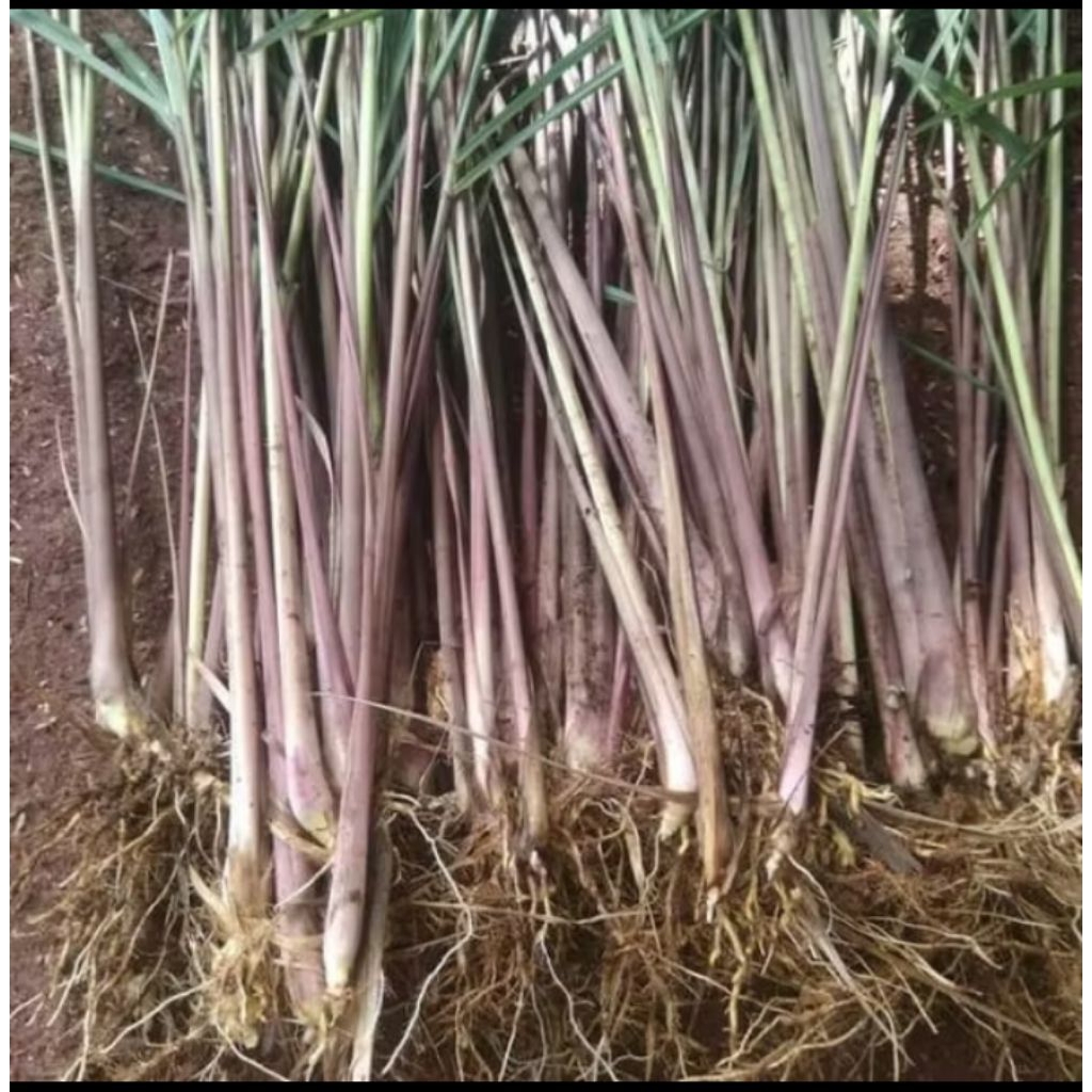 SERAI MERAH , BIBIT SERAI MERAH