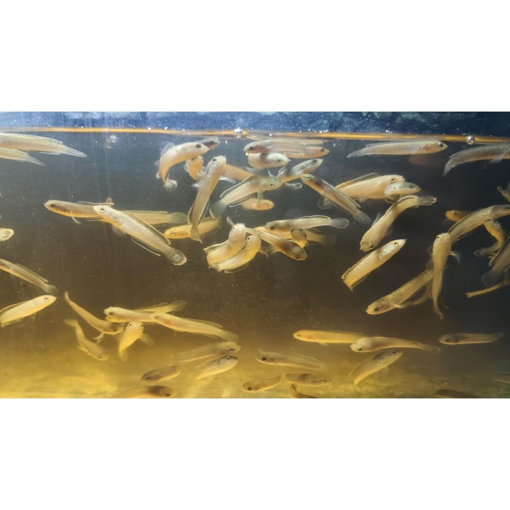 bahan kontes limbata 5-6cm