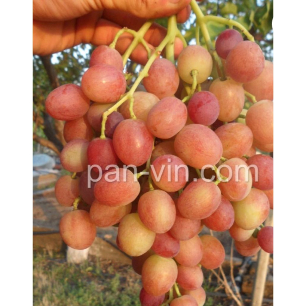 

bibit anggur import livia