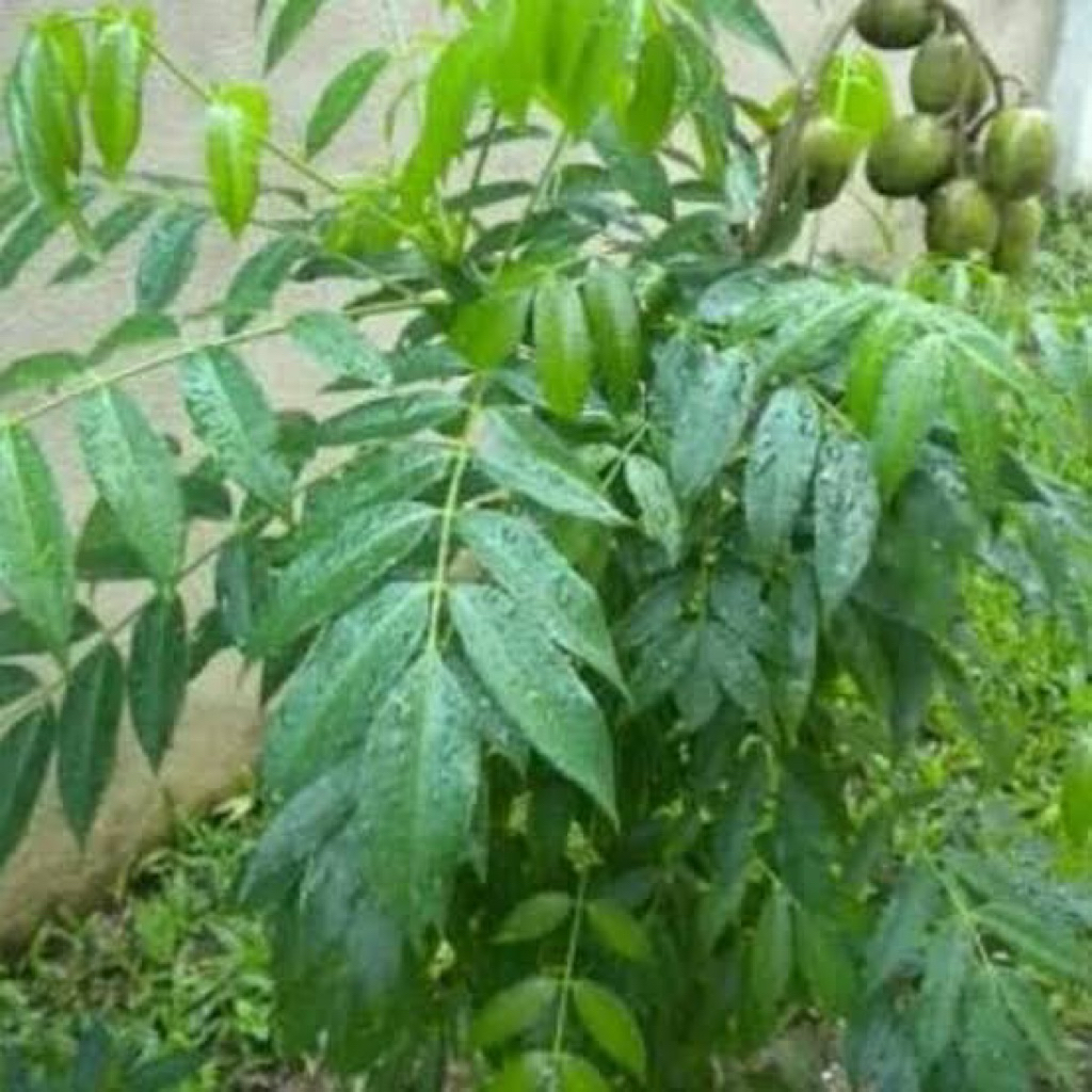 

Daun kedondong muda 1 kg fresh di petik jika ada pesanan masuk cocok buat jamu / sayur asam
