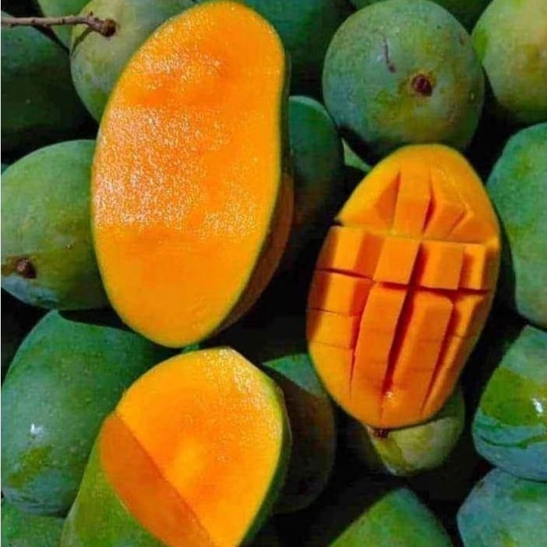 

MANGGA HARUMANIS PROBOLINGGO 1kg